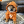 Dog (Bitcoin) icon