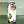 Mubarak icon