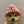 dogwifhat icon