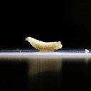 US New World screwworm above 50-75 animal cases by end of August 2026