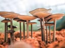 Will the FDA approve a psilocybin treatment during 2026?