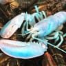 Will a cotton candy lobster be caught in U.S. waters before 2027?