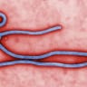 Which countries will report an Ebola case in 2026?