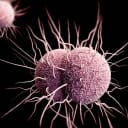 How many gonorrhea cases will be reported in the United States in 2026?