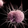 How many gonorrhea cases will be reported in the United States in 2026?
