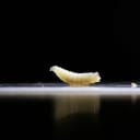 How many human screwworm cases will be reported in the United States in 2026?