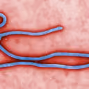 Which countries will report an Ebola case in 2026?