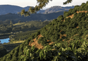 Peak Severe Drought in Minas Gerais during the Coffee Growing Season?
