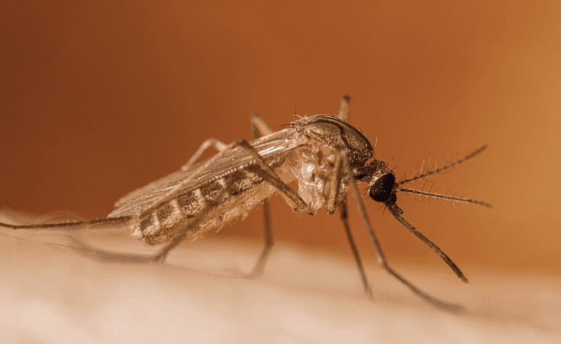 How many West Nile neuroinvasive disease cases will be reported among New York City residents in 2026?