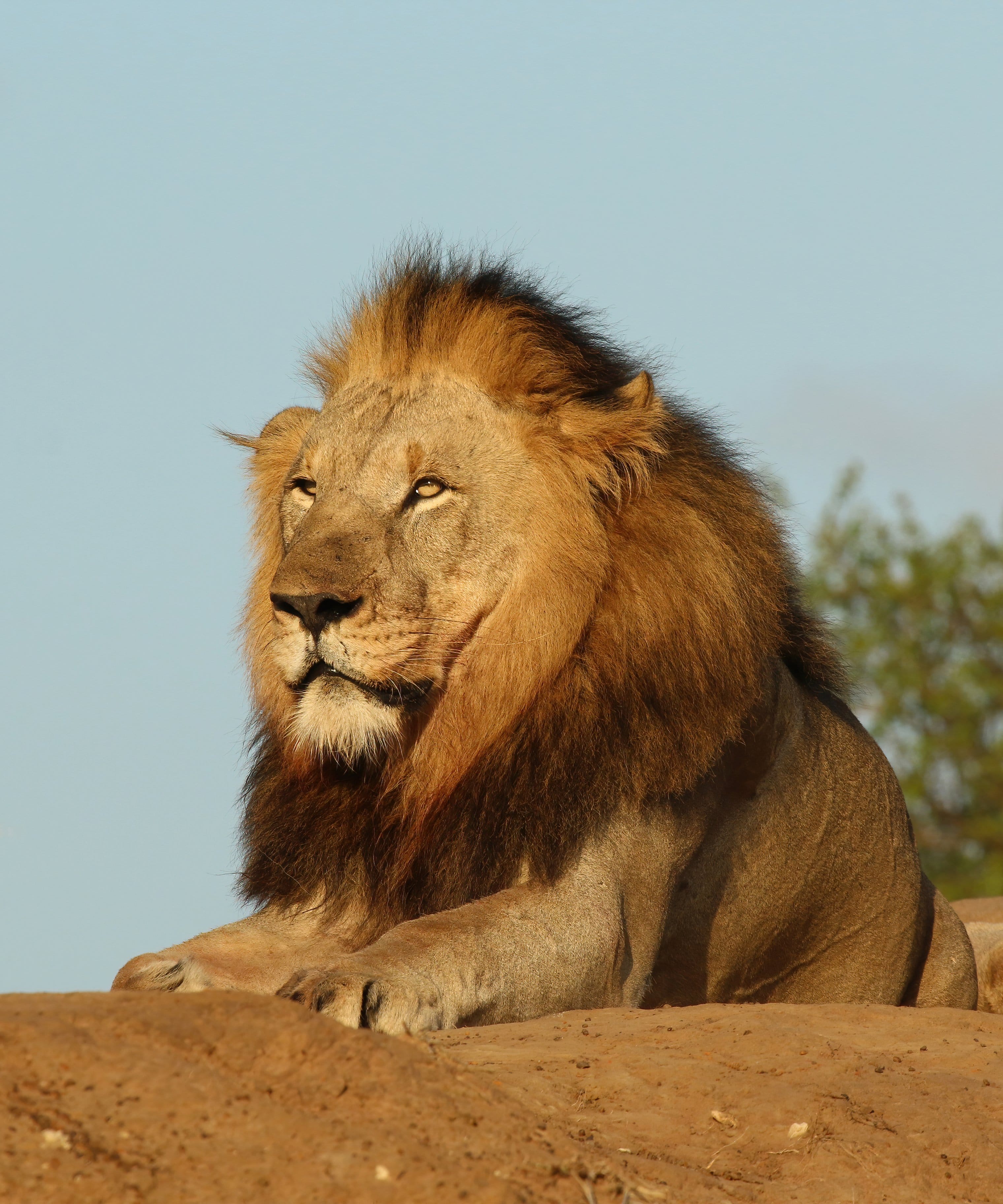 Indiana lions in custody by which date?